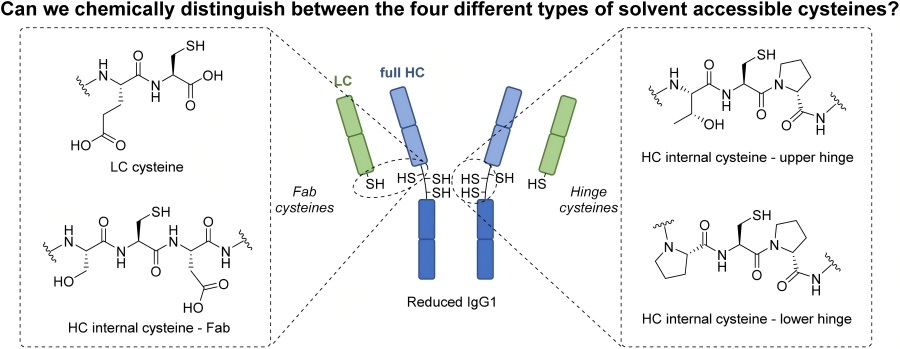 Precision Cysteine Modification Service 