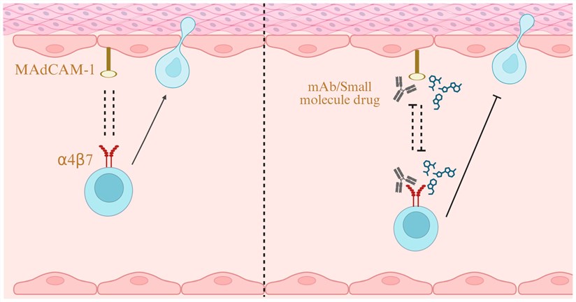 Fig.1. MADCAM1 as a Drug Target. (OA Literature)