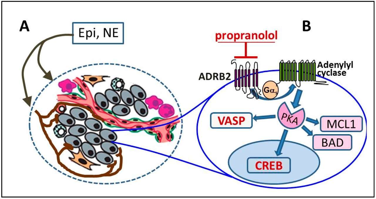 Fig.1 ADRB2 signaling pathway involved in the development of prostate cancer. (Kulik, 2019)