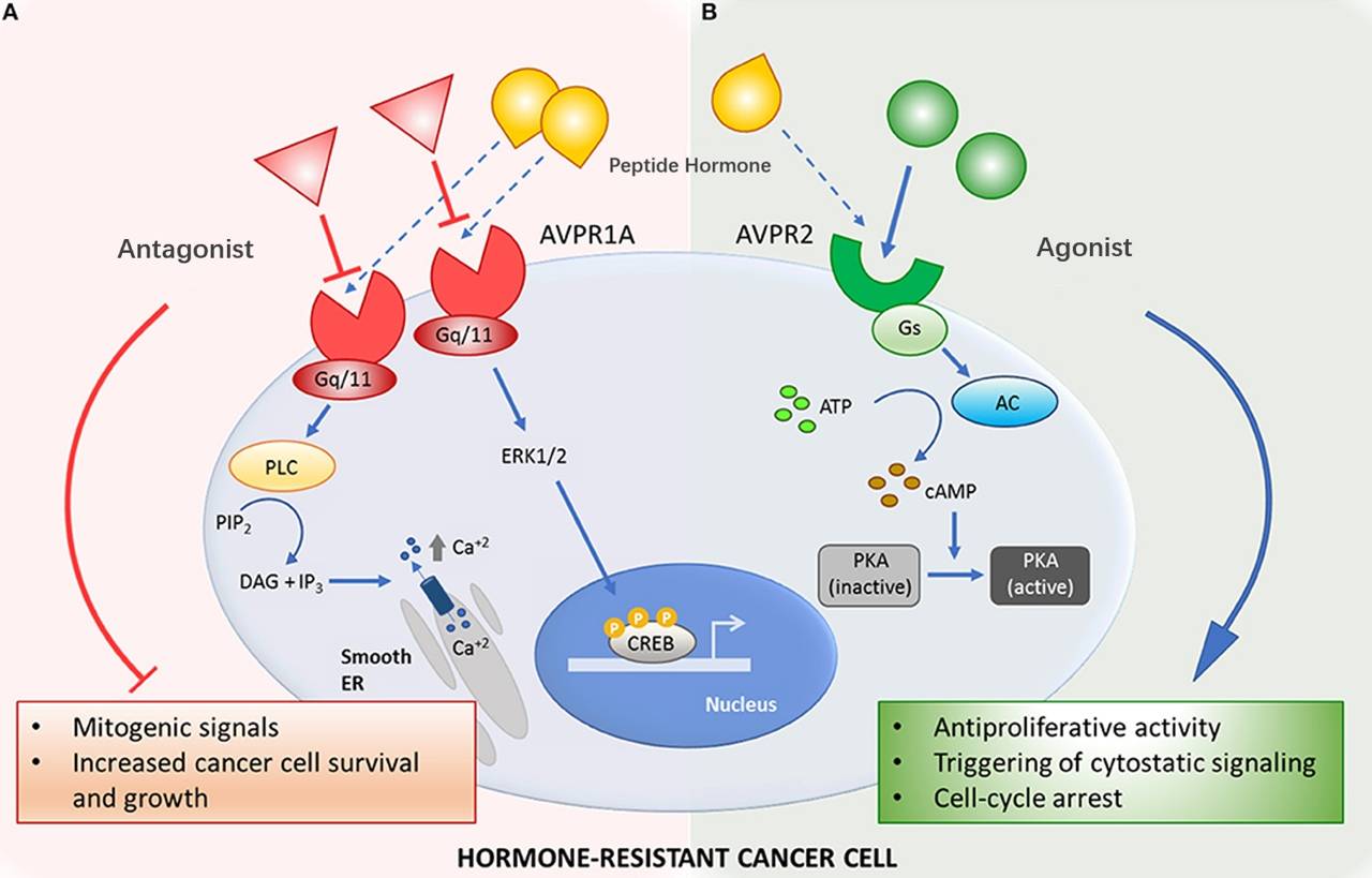 Fig.1 Mechanisms of action of medications linked to the peptide hormone system in hormone-resistant cancer. (Ripoll, et al., 2020)