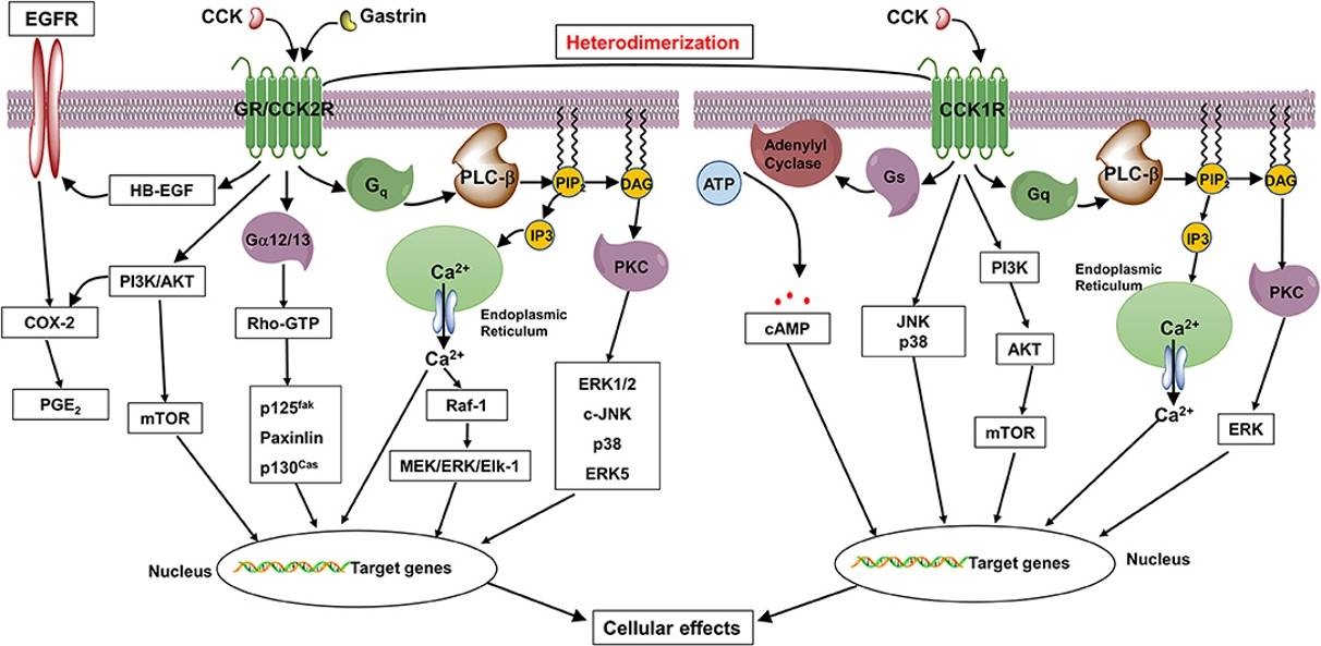 Fig.1 Diagrams showing how gastrin and CCK activate signaling pathways in tumor and normal cells via CCK1R and CCK2R. (Zeng, et al., 2020)