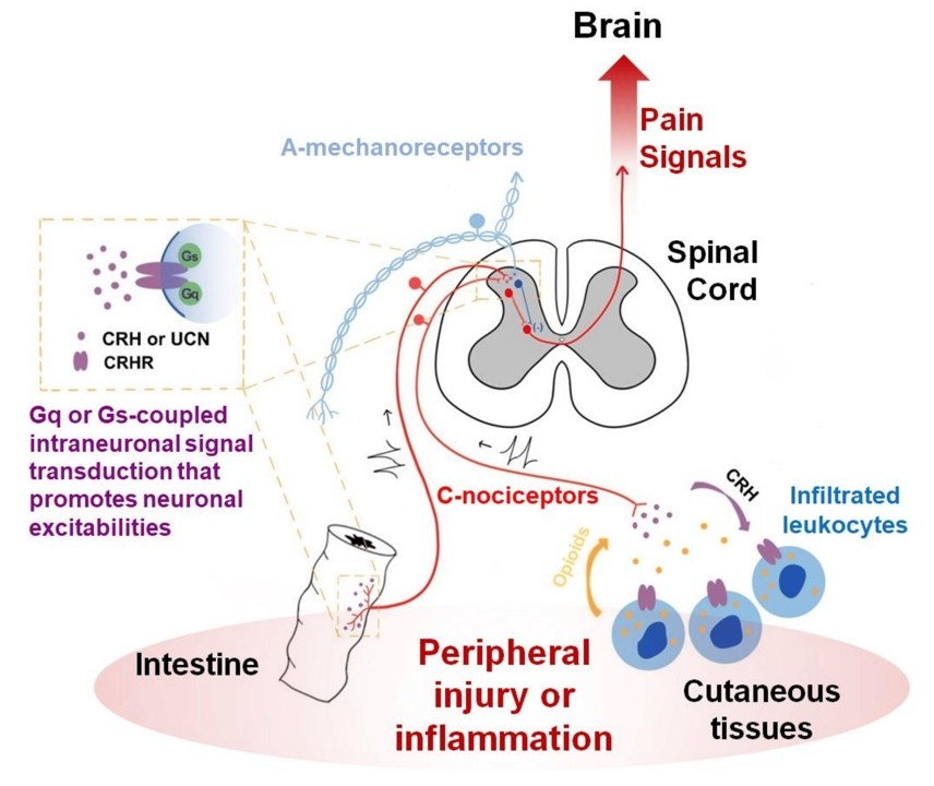 Fig.1 An illustration of how CRH and its receptors function in the peripheral nociceptor-based circuit. (Zheng, et al., 2020)