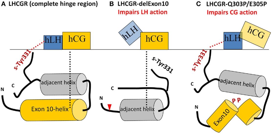 Fig.1 Sketches illustrating various hLH and hCG interactions with the center area of the hinge region through different LHCGR constructions. (Grzesik, et al., 2015)