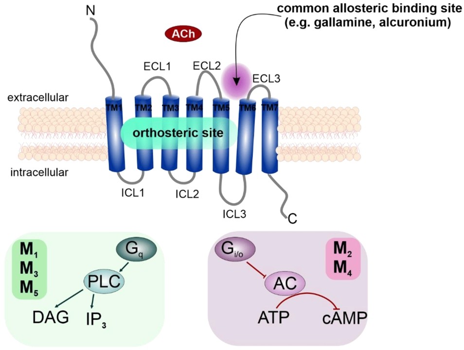 Fig.1 The preferred signaling pathways of mAChRs and their schematic structure. (Szczurowska, et al., 2022)