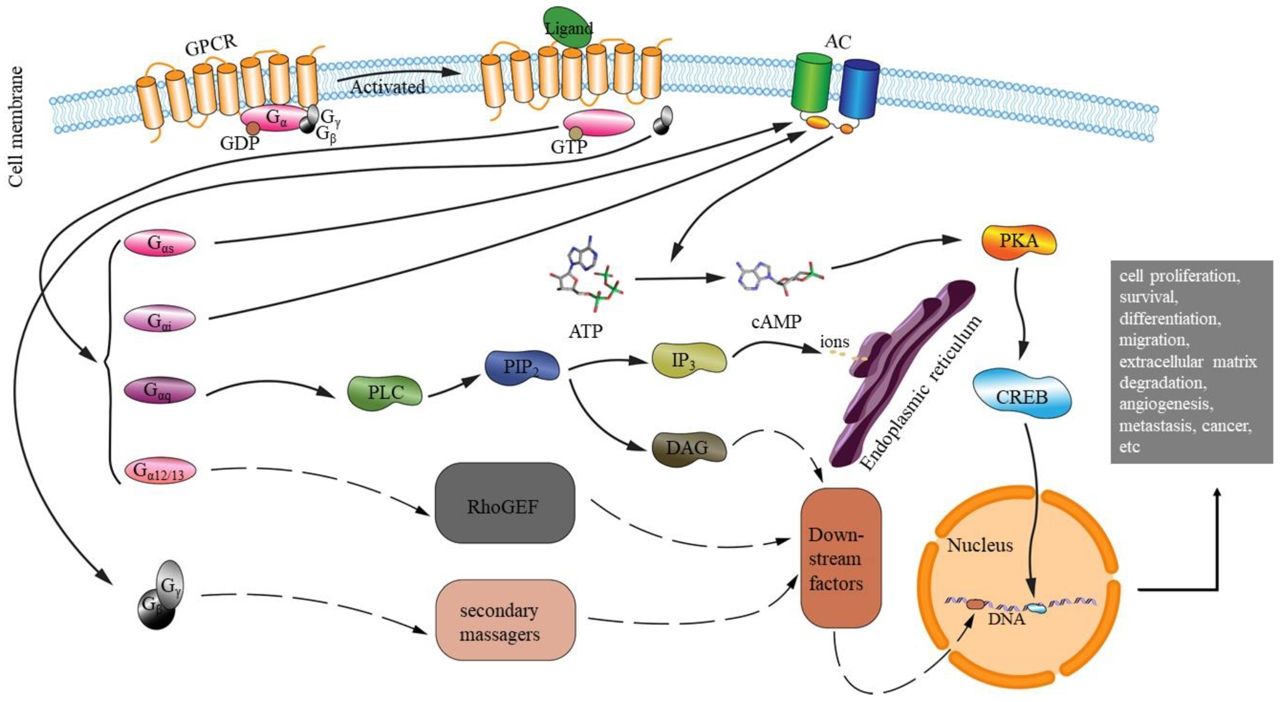 Fig.1 The locations of GPCR regulatory pathways. (Liu, et al., 2021)