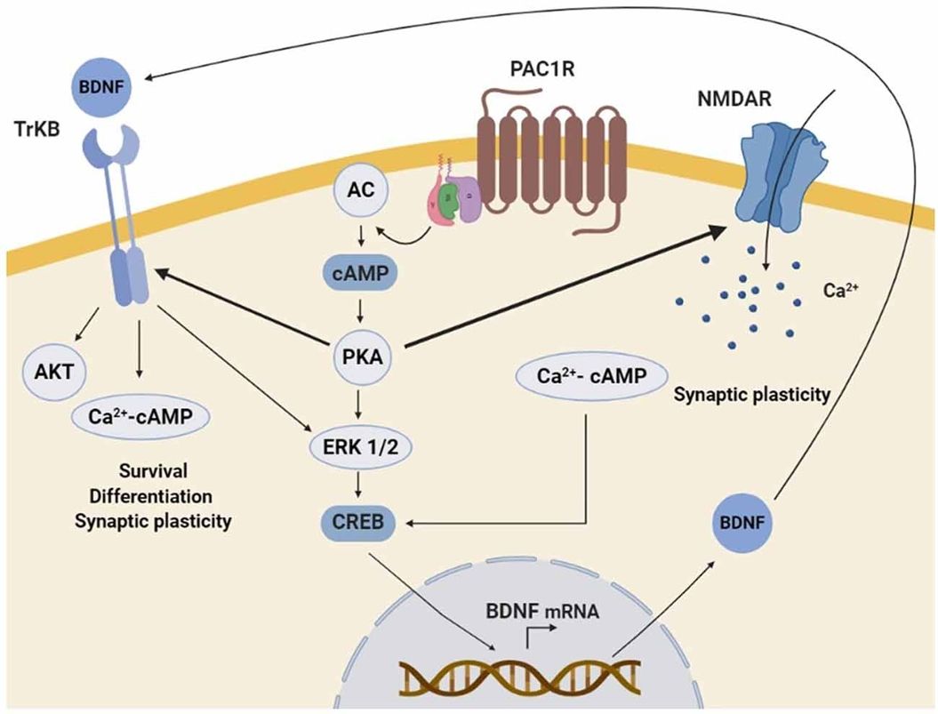 Fig.1 The molecular mechanisms involved in PAC1R-mediated neurotrophic effect. (Solés-Tarrés, et al., 2020)