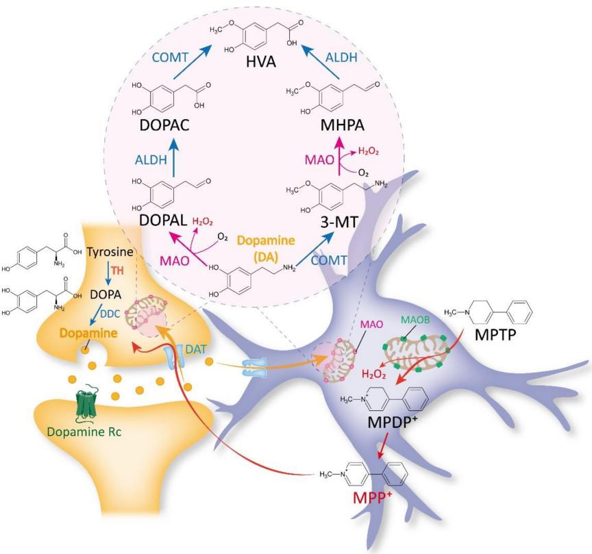 Fig.1 MAOB: Traditional Role in DA and MPTP Metabolism. (OA Literature)