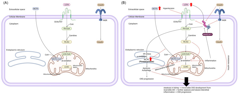 Fig. 1 MARCH1-mediated renal fatty acid metabolism disorder & CKD progression dual comparative schematic for nephrology and metabolic disease research reagents. (OA Literature)