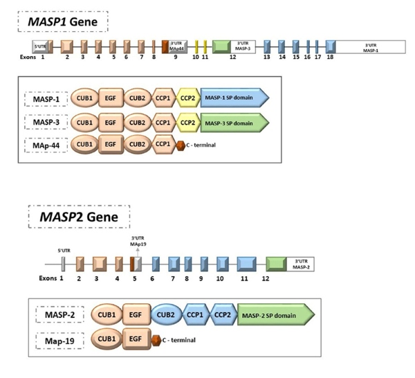 Fig. 1 Gene organization and domain architecture of human MASP 1 and MASP 2 genes and their protein products, including alternatively spliced isoforms MAp44, MASP 3 and MAp19. (OA Literature)