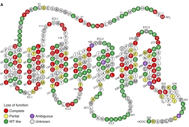 Fig.1 MC4R: a 7TM GPCR. (OA Literature)
