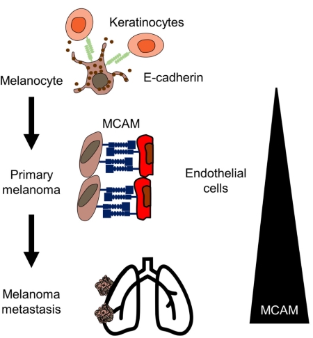 Fig.1 MCAM-Dependent Interaction Between Melanoma Cells and Endothelial Cells. (OA Literature)