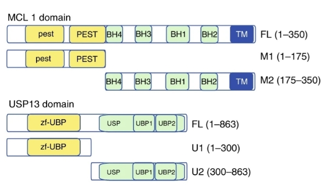Fig.1 Schematic representation of USP13, MCL1, and their truncation mutants. (OA Literature)