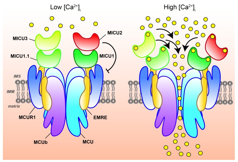Fig. 1 MCU holocomplex regulatory model with MCUB inhibitory function for mitochondrial calcium flux research reagents. (OA Literature)