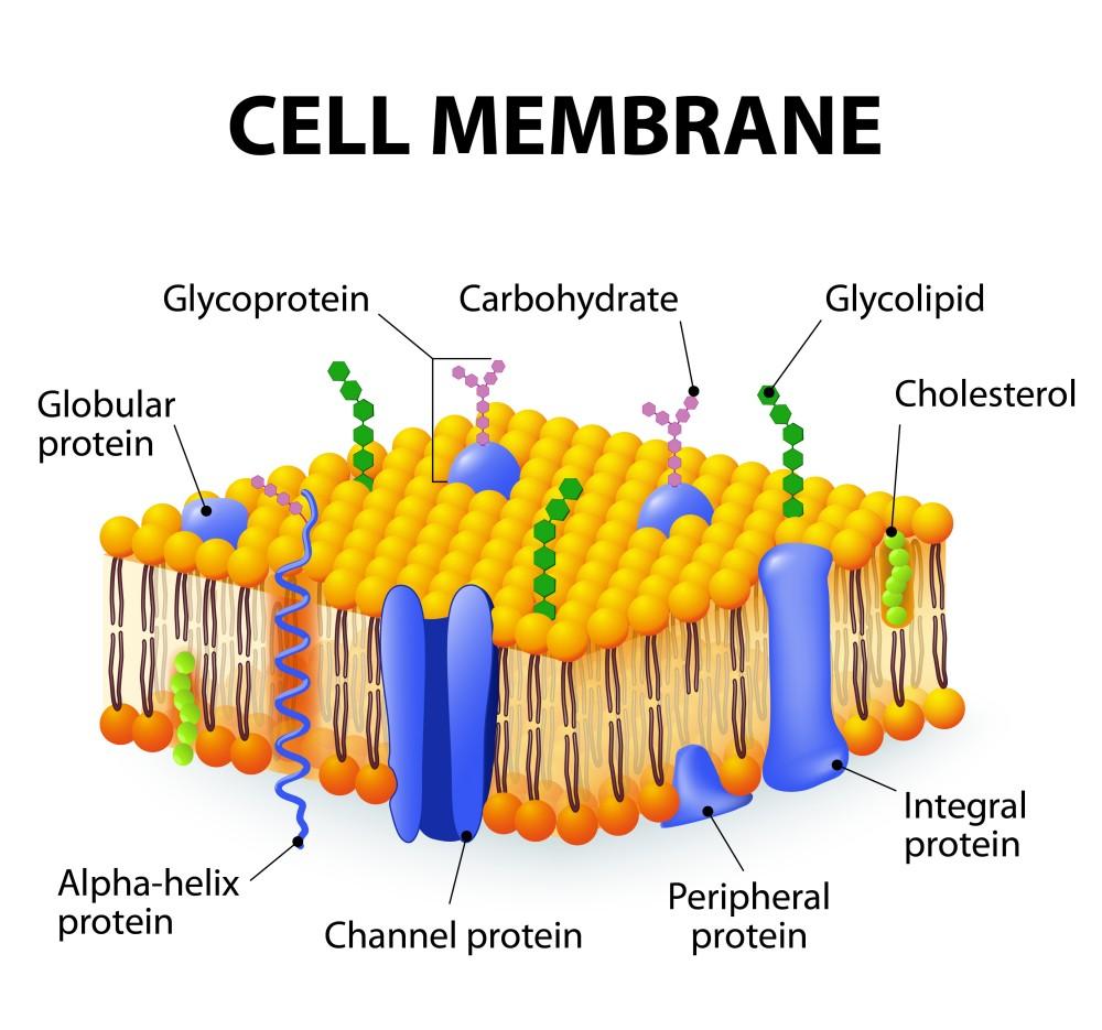 Fig.1 The schematic of cell membrane components. (Creative Biolabs Authorized).