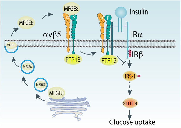 Fig. 1 Schematic diagram illustrating MFGE8 binding to αvβ5 integrin and downstream signaling involving PTP1B, insulin receptor, IRS-1 and GLUT-4. (OA Literature)