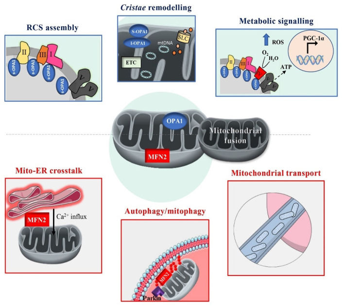 Fig. 1 Multifunctional roles of MFN2 in mitochondrial fusion, ER-mitochondria crosstalk and mitophagy. (OA Literature)