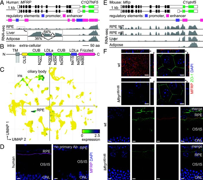 Fig. 1 Genomic features, domain topology and tissue expression of human and mouse MFRP. Panel B illustrates full length human MFRP domain architecture with annotated glycosylation sites. Panels A, C F show gene loci, transcript profiles and immunolocalization data for MFRP. (OA Literature)