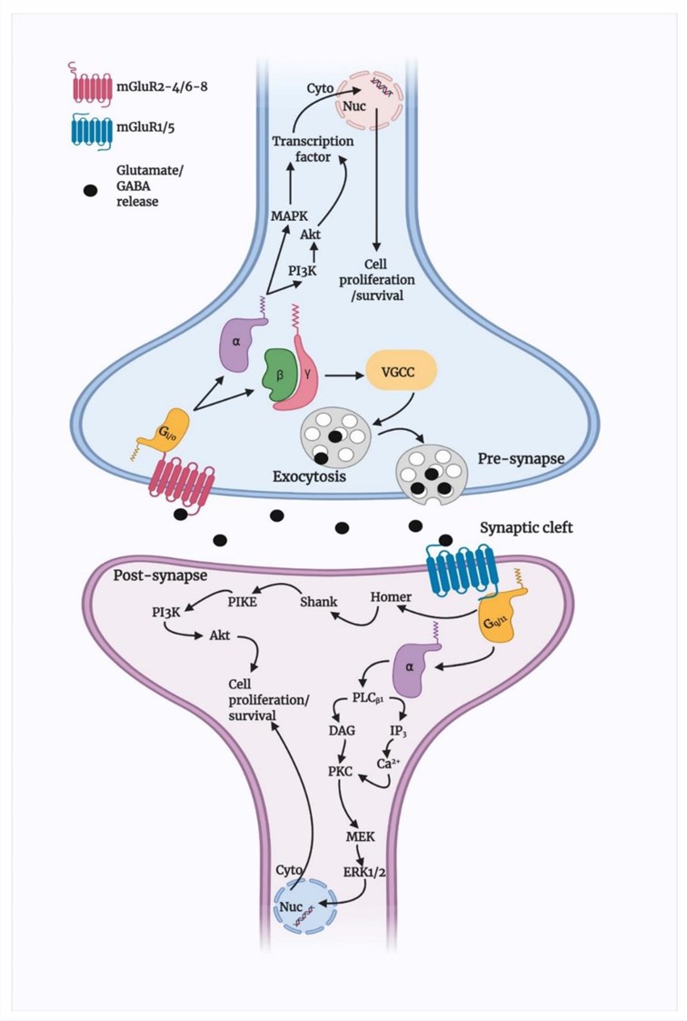 Fig.1 mGluR5 pathways. (OA Literature)