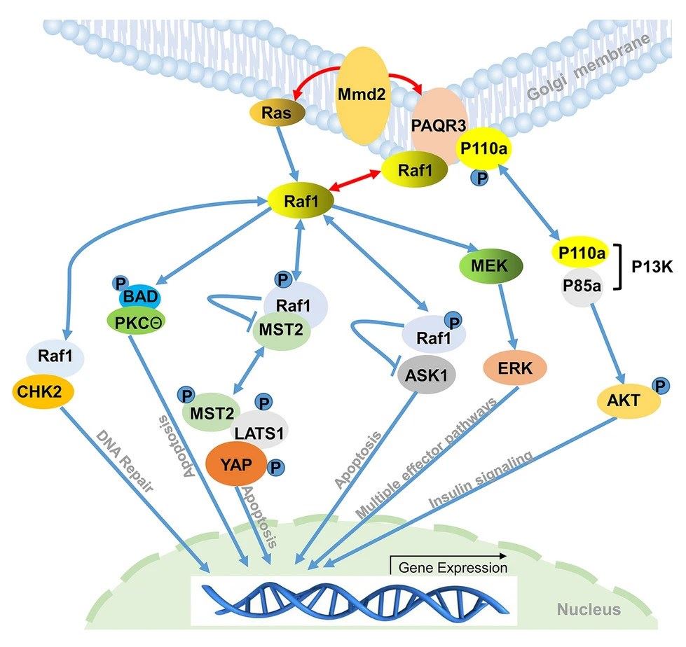 Fig.1 MMD2 pathways. (OA Literature)