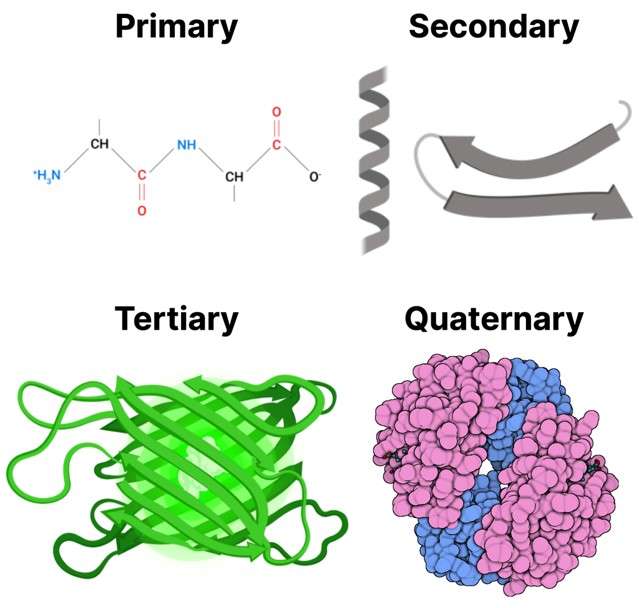 Fig.1 Four different types of protein structure. (https://commons.wikimedia.org/wiki/File:Protein_Structure.png)