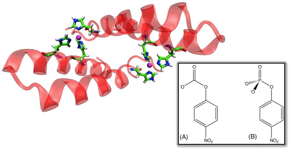 Fig.1 Structural overview of a computationally designed zinc-mediated protein interface. (Barrozo, et al., 2012)
