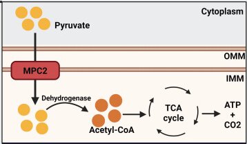 Fig. 1 Mechanistic cartoon showing MPC2 mediated pyruvate import across inner mitochondrial membrane for TCA cycle driven energy metabolism in healthy mitochondria, reference diagram for mitochondrial metabolite transporter research. (OA Literature)