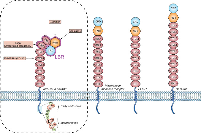 Fig. 1 Schematic structure of mannose receptor family, including MRC2 (uPARAP/Endo180). The fibronectin type II (FNII) domain binds collagen; CTLD2 performs calcium-dependent glycan recognition, supporting collagen endocytosis and ECM remodeling research. (OA Literature)