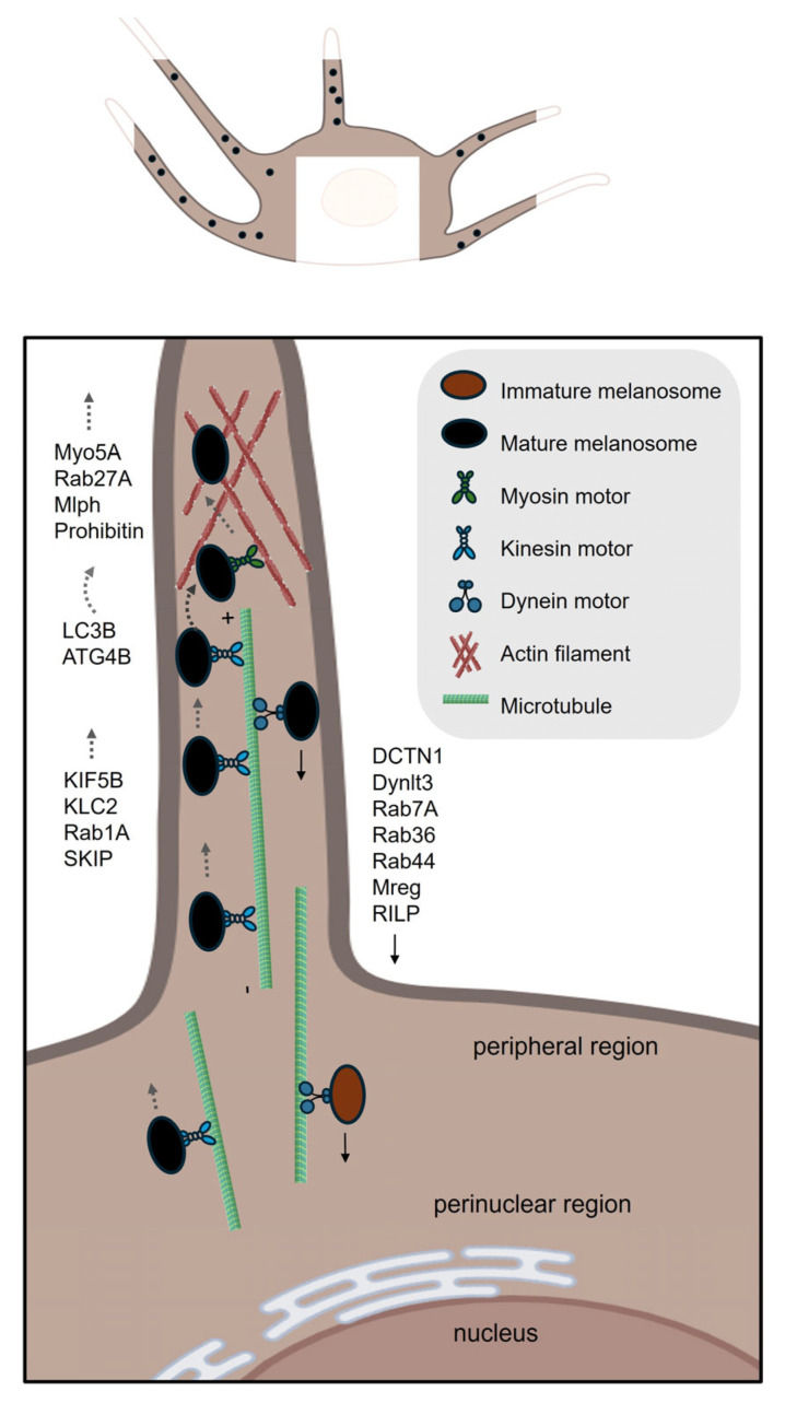 Fig. 1 MREG-dependent dynein retrograde trafficking pathway governing mature melanosome localization and melanin distribution in melanocyte dendrites. (OA Literature)