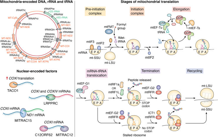 Fig. 1 Mitochondrial translation stages and ribosome recycling function of mtRFR/MRRF. (OA Literature)