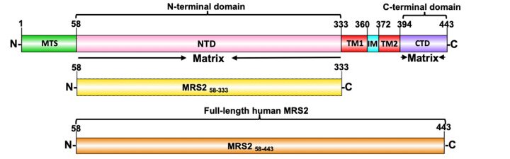 Fig. 1 Domain architecture of full length human MRS2, annotated with mitochondrial targeting sequence, soluble N terminal and C terminal domains, and two transmembrane helices. (OA Literature)