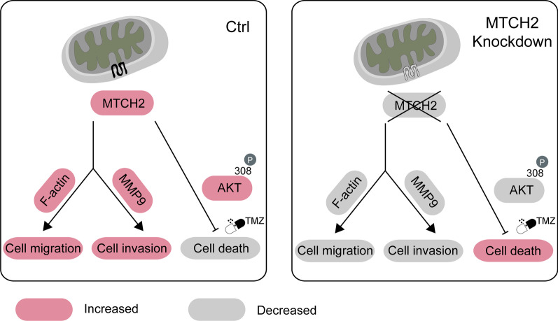 Fig. 1 MTCH2 mitochondrial signaling pathway schematic for glioblastoma migration, invasion and temozolomide drug resistance research, suitable for MTCH2 antibody, recombinant protein and shRNA knockdown cell line functional verification. (OA Literature)