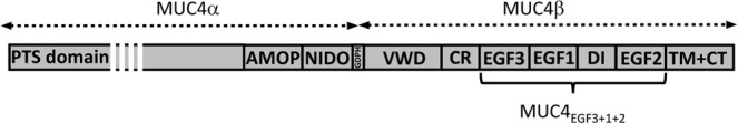 Fig. 1 Domain organization diagram of human MUC4 transmembrane mucin for MUC4 research reagent reference. (OA Literature)