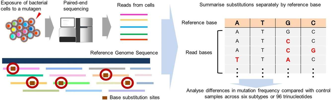 Fig.1 The genome-wide mutation analysis method for chemical mutagen signatures identification. (Matsumura, et al., 2018)