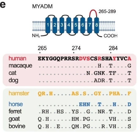 Fig.1 Human MYADM structure schematic. (OA Literature)