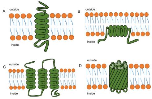 Structures of transmembrane proteins