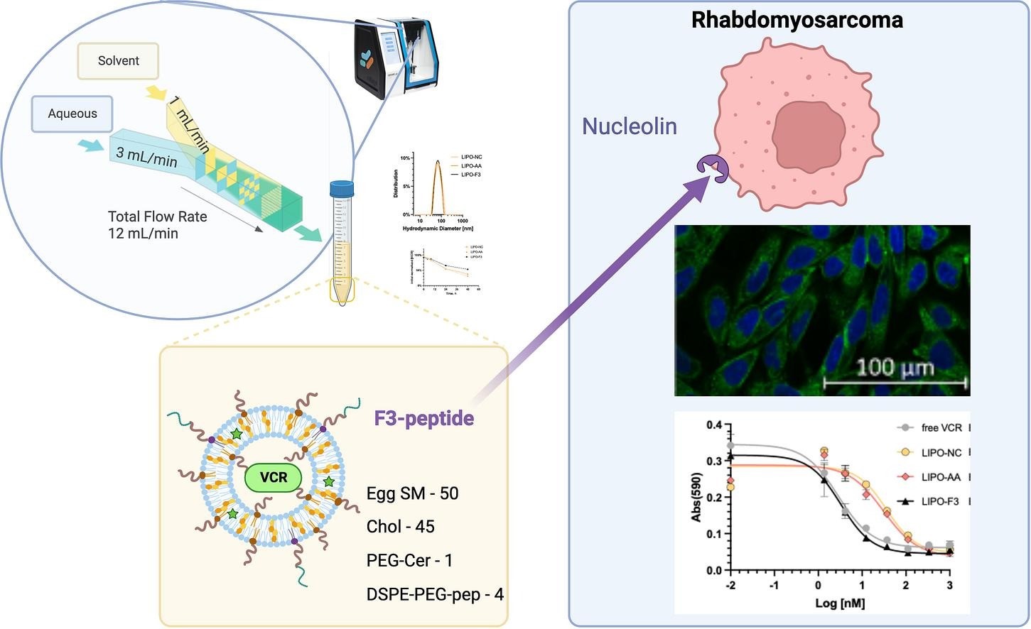 Fig.1 NCL-Targeted Liposomes for RMS Therapy: Formulation and Efficacy. (OA Literature)