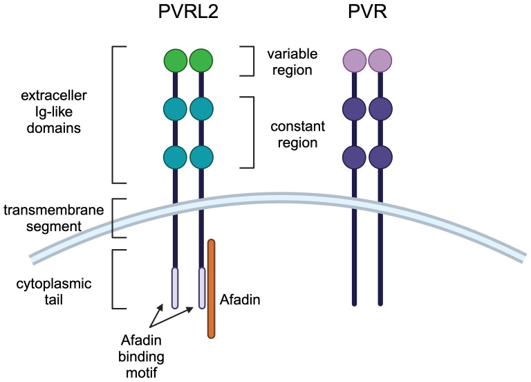 Fig. 1 Schematic diagram for PVRL2 (NECTIN2) and PVR cell adhesion molecules, displaying modular domain features of PVRL2 transmembrane protein. (OA Literature)