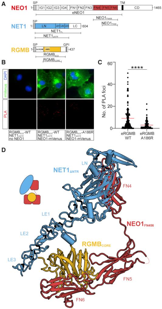 Fig.1 NET1 and RGMB form a ternary complex with NEO1. (OA Literature)