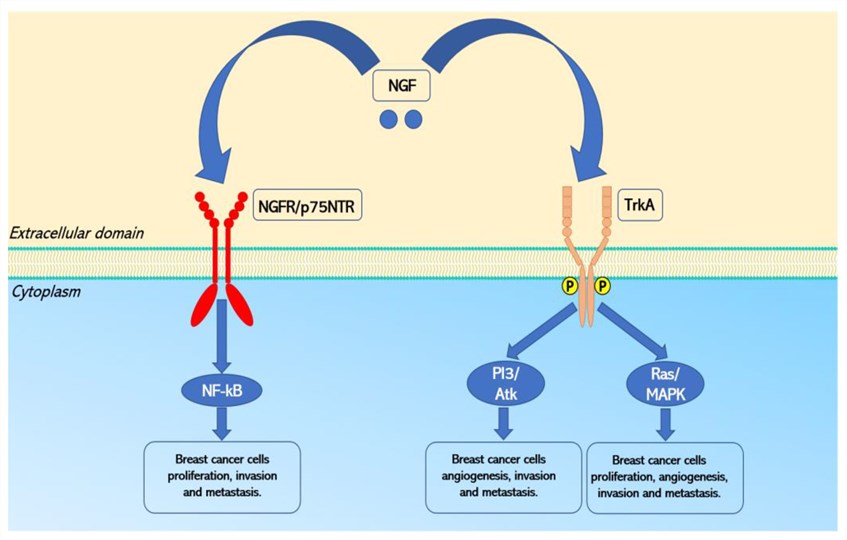 Fig.1 Signaling pathways activated by NGFR. (OA Literature)