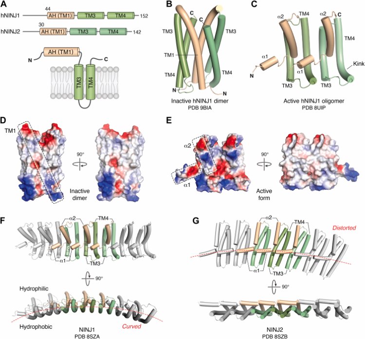 Fig. 1 Schematic diagram of transmembrane effector NINJ1, illustrating domain organization, plasma membrane topology and structural rearrangement from inactive dimer to active oligomer, compatible with membrane protein structural function research reagents. (OA Literature)