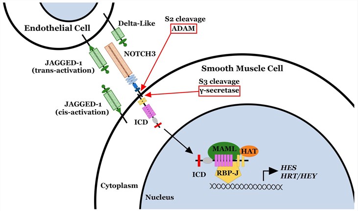 Fig.1 NOTCH3 pathway. (OA Literature)