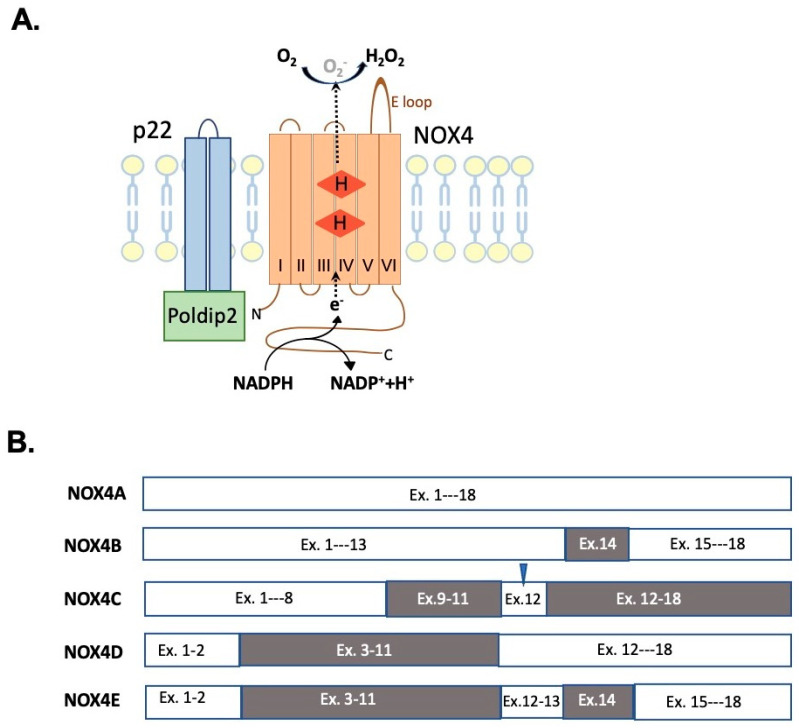 Fig. 1 NOX4 membrane complex catalytic structure and alternative splicing variants. (OA Literature)