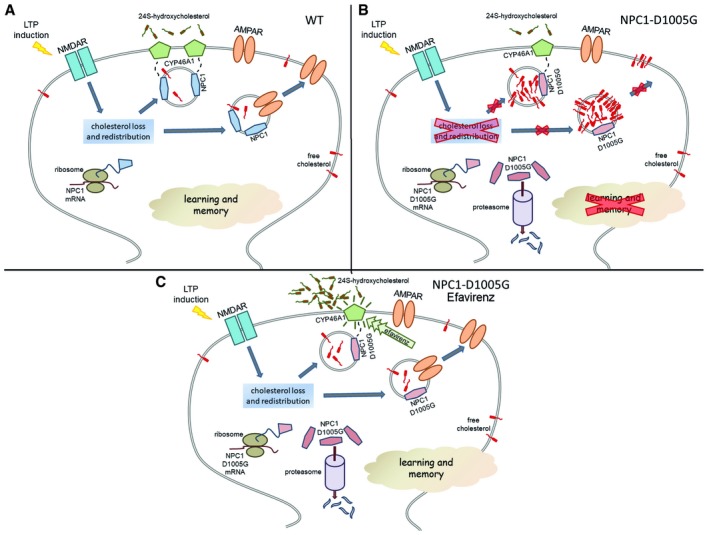 Fig. 1 NPC1 mutant neuronal mechanism diagram for pathogenic phenotype analysis and drug efficacy evaluation. (OA Literature)