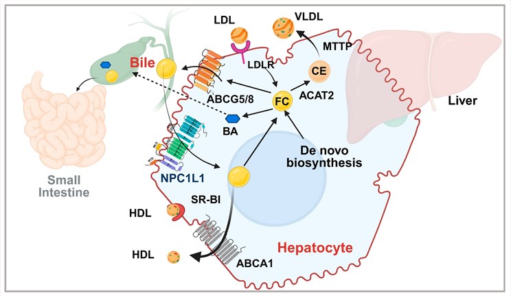 Fig.1 Hepatic cholesterol metabolism via NPC1L1. (OA Literature)