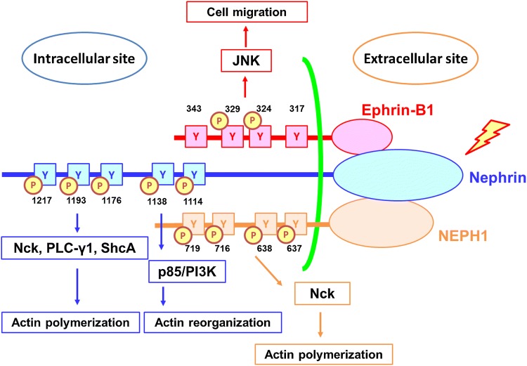 Fig. 1 Schematic diagram illustrating NPHS1 intracellular phosphorylation dependent cytoskeleton regulating signaling cascade; reference illustration for NPHS1 membrane protein research reagents. (OA Literature)