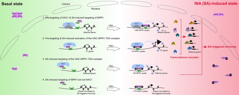 Fig. 1 NPR1 immune regulatory schematic for plant pathogen resistance functional assays. (OA Literature)
