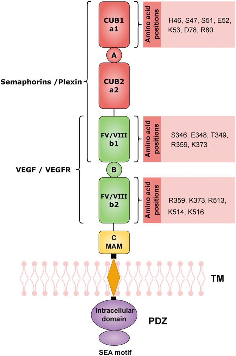 Fig.1 Structure of NRP1. (OA Literature)