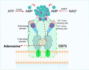 Fig. 1 Schematic diagram for GPI anchored ectonucleotidase NT5E(CD73), displaying protein domain arrangement, membrane anchoring feature and AMP hydrolytic catalytic function, compatible with membrane protein, stable cell line and antibody laboratory research reagents. (OA Literature)