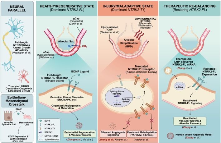 Fig. 1 Schematic of NTRK2 splicing switch driving pulmonary fibrotic injury and mRNA therapeutic rescue. (OA Literature)