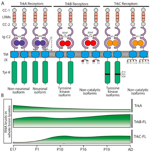 Fig. 1 Domain schematic of Trk receptor family, showing annotated structure of human TrkC (NTRK3) for recombinant protein reagent reference. (OA Literature)